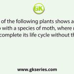 Which one of the following plants shows a very close relationship with a species of moth, where none of the two can complete its life cycle without the other?