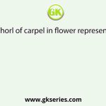 Whorl of carpel in flower represents