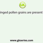 Winged pollen grains are present in