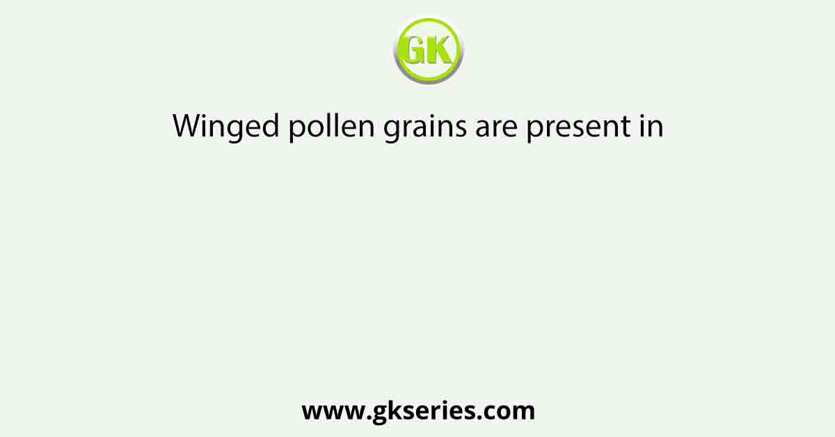 Winged pollen grains are present in