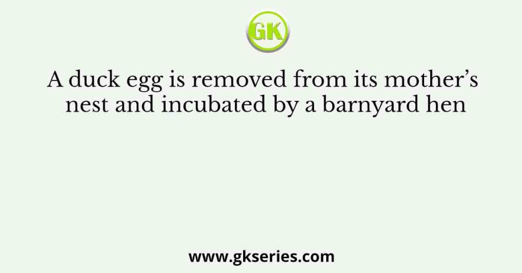 A duck egg is removed from its mother’s nest and incubated by a barnyard hen