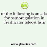 Which of the following is an adaptation for osmoregulation in freshwater teleost fish?