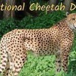 International Cheetah Day 2023