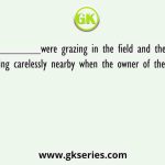 _________were grazing in the field and the boy was sleeping carelessly nearby when the owner of the field came