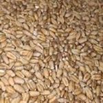 Bundelkhand Wheat Variety Gets GI Tag