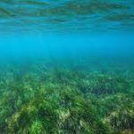 Celebrated annually on March 1, World Seagrass Day is a vital global observance aimed at highlighting the importance of seagrass in marine