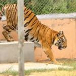 Chhattisgarh Approves Country’s Third Largest Tiger Reserve