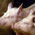 IIT Guwahati Transfers Pioneering Swine Fever Vaccine Technology to BioMed Pvt