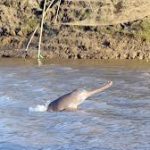 India’s 1st Dolphin Research Centre Inaugurated In Patna