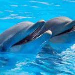 Over 4000 Gangetic Dolphins in India: Indian Wildlife Institute