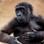 Scientists Discover Smallest Great Ape That Only Grew To Size Of Toddler