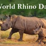 World Rhino Day 2024