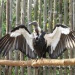 World’s First Asian King Vulture Conservation Center Inaugurated in Uttar Pradesh