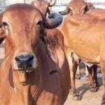 “Rajyamata-Gomata” Tag Declared to Desi Cows In Maharashtra