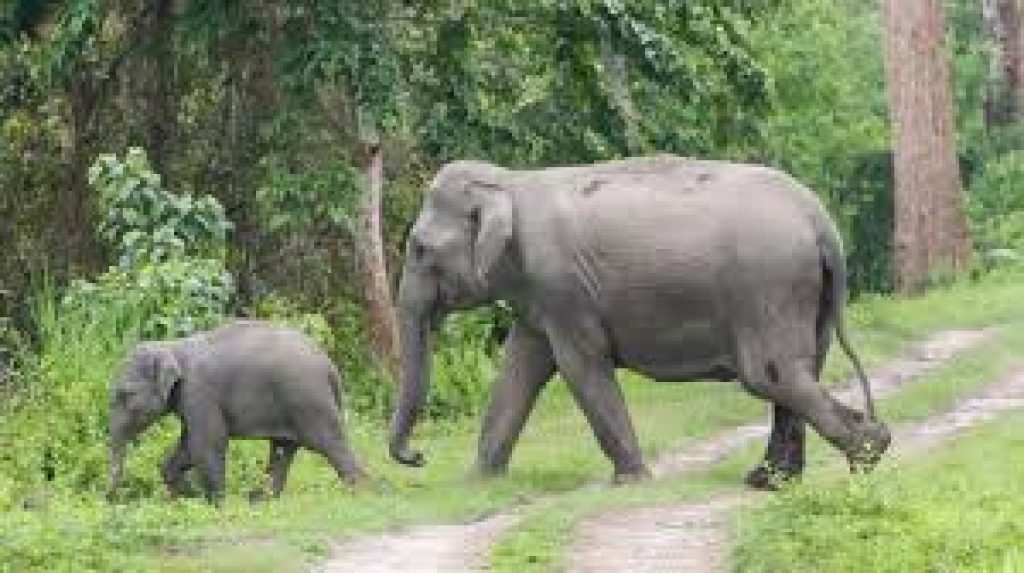 Assam elephant population rises from 5,719 to 5,828 in 7 years