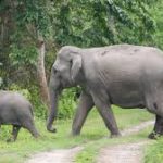 Assam elephant population rises from 5,719 to 5,828 in 7 years