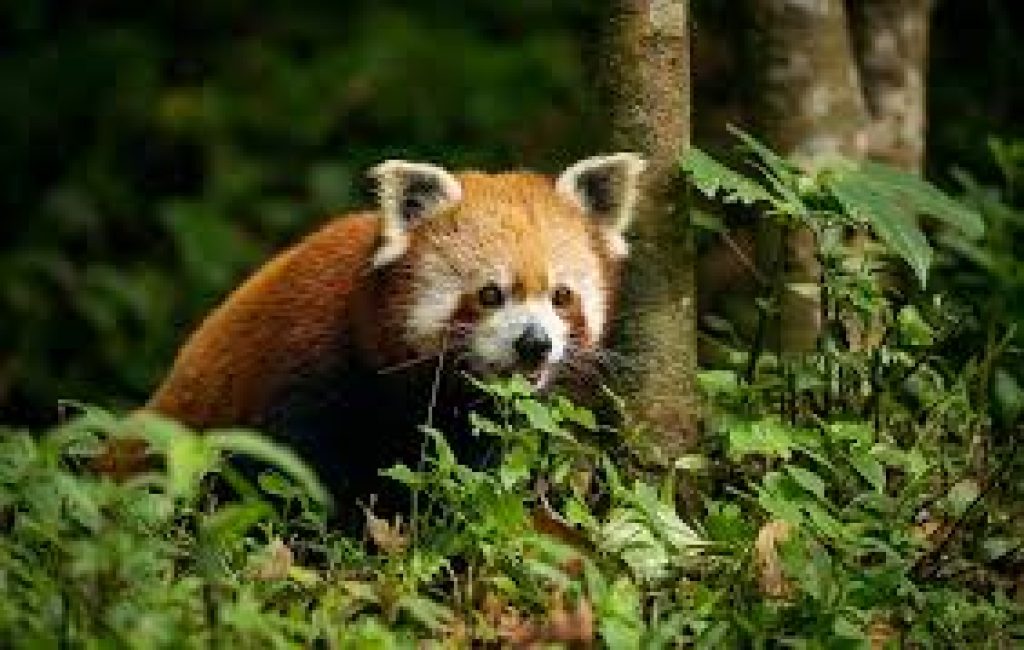 Durgesh Aranya Zoological Park Set to Achieve India’s First IGBC Certification