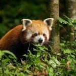 Durgesh Aranya Zoological Park Set to Achieve India’s First IGBC Certification