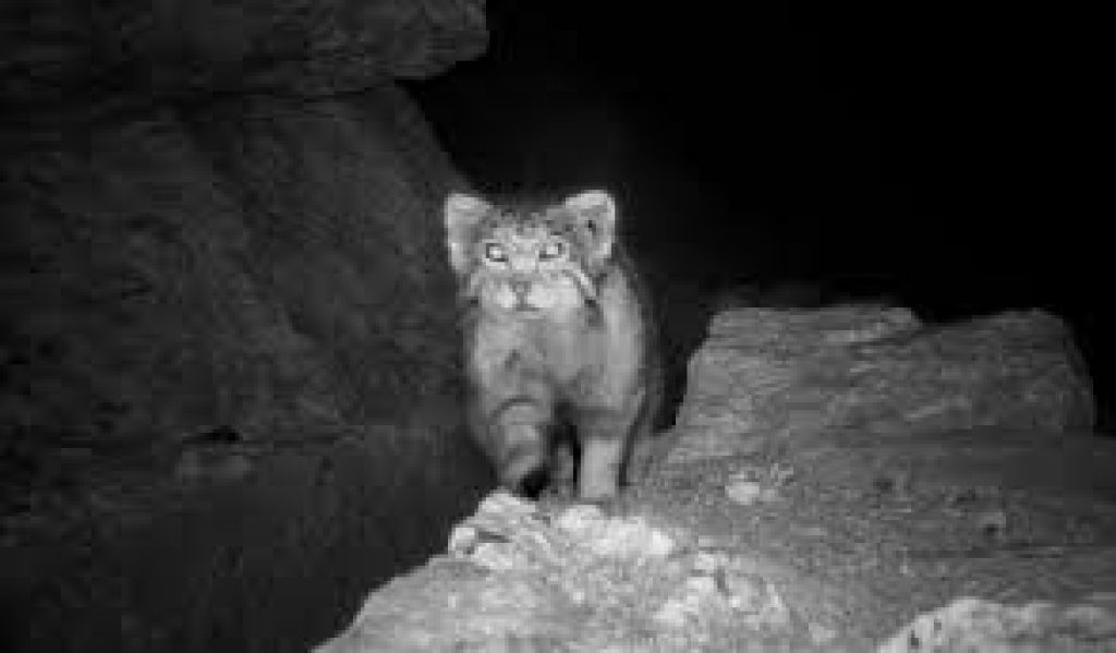 First Photographic Evidence of Pallas’s Cat in Himachal Pradesh