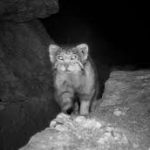 First Photographic Evidence of Pallas’s Cat in Himachal Pradesh
