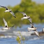 India’s First Coastal and Wader Bird Census in Jamnagar, Gujarat