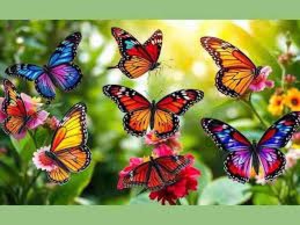 Kaziranga Named India’s Second Largest Butterfly Diversity Hub