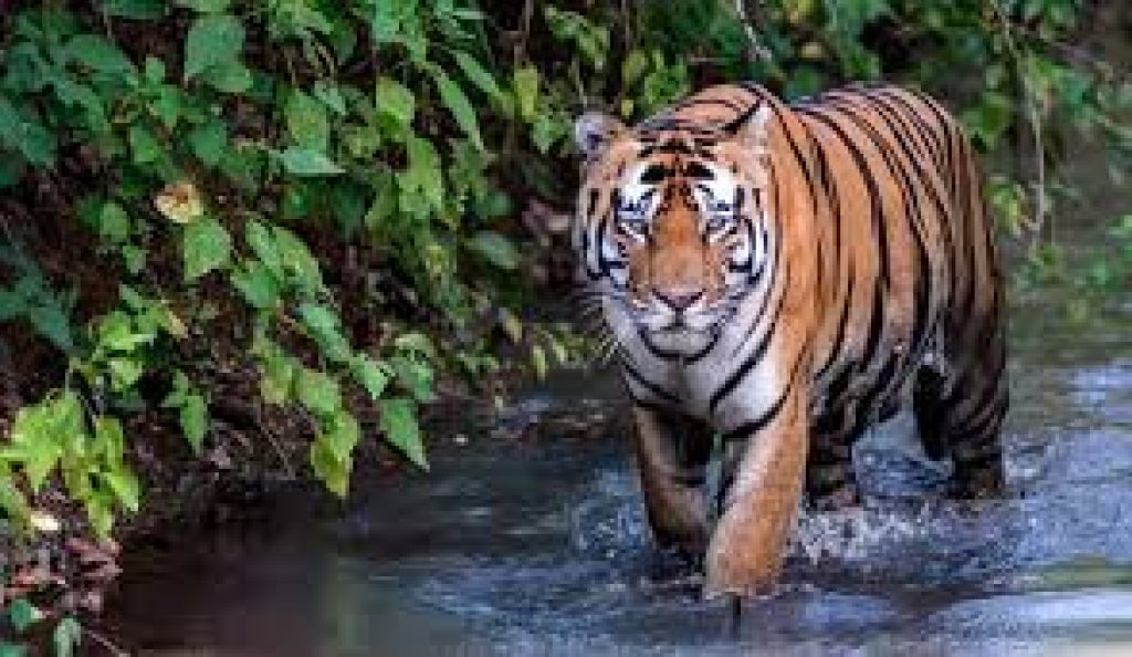 Ratapani Declared India’s 57th Tiger Reserve