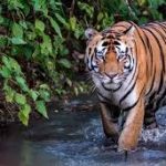 Ratapani Declared India’s 57th Tiger Reserve