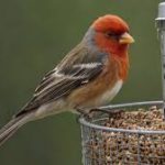 Bengal Leads India in Bird Count for Third Consecutive Year