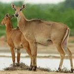 Govt Approves Nilgai Culling in Haryana
