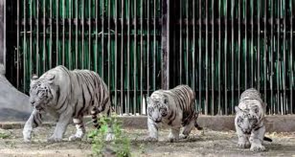 India’s First White Tiger Breeding Centre Approved in MP