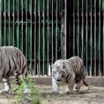 India’s First White Tiger Breeding Centre Approved in MP