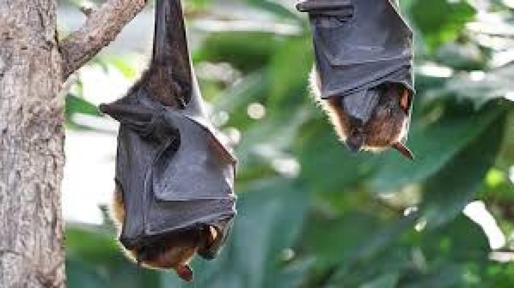 New Bat Coronavirus HKU5-CoV-2 Discovered in China
