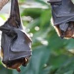 New Bat Coronavirus HKU5-CoV-2 Discovered in China