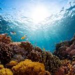 Ocean Coordination Mechanism Aims to Protect Caribbean & North Brazil Shelf