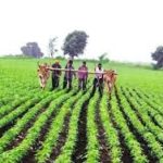 PM-AASHA Scheme Extended to Support Farmers Until 2025-26