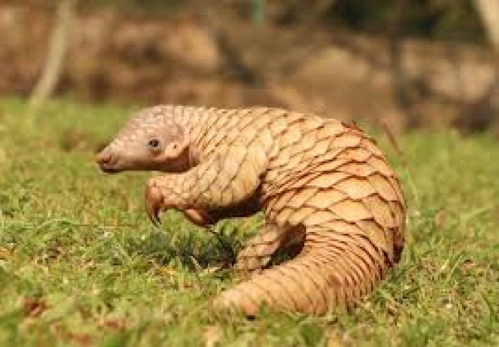 World Pangolin Day 2025