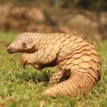 World Pangolin Day 2025