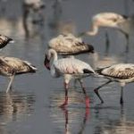 World Wetlands Day 2025