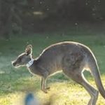 World’s First Kangaroo Embryos Created via IVF