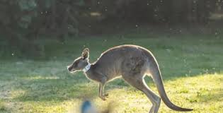 World’s First Kangaroo Embryos Created via IVF