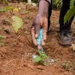 Cabinet Approves Namrup-IV Fertilizer Plant in Assam