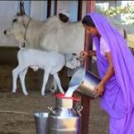 Cabinet Approves Revised Rashtriya Gokul Mission with ₹3,400 Crore Allocation