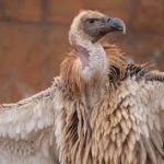 Cape Vultures Spotted After 30 Years in South Africa’s Eastern Cape