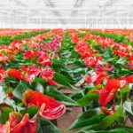 First-Ever Export of Anthurium Flowers from Mizoram to Singapore