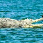 Gharial Conservation, How Madhya Pradesh is Leading the Way