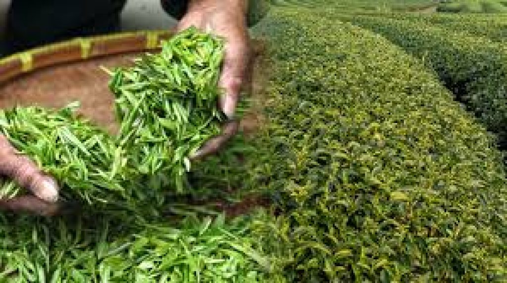 India Becomes the World’s Second-Largest Tea Exporter in 2024