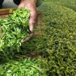 India Becomes the World’s Second-Largest Tea Exporter in 2024