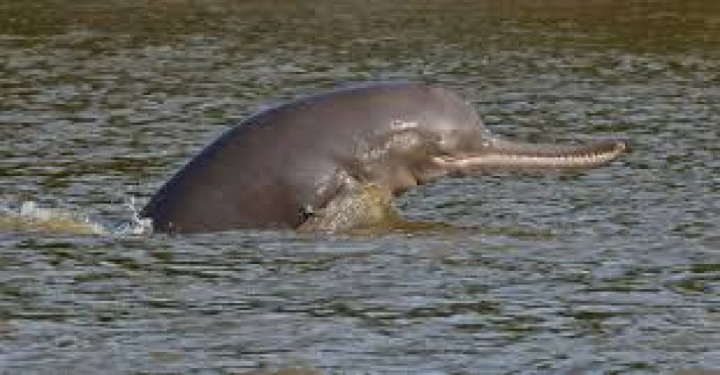 India’s First River Dolphin Population Survey