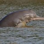 India’s First River Dolphin Population Survey